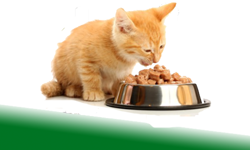 Alimentacion Gatos